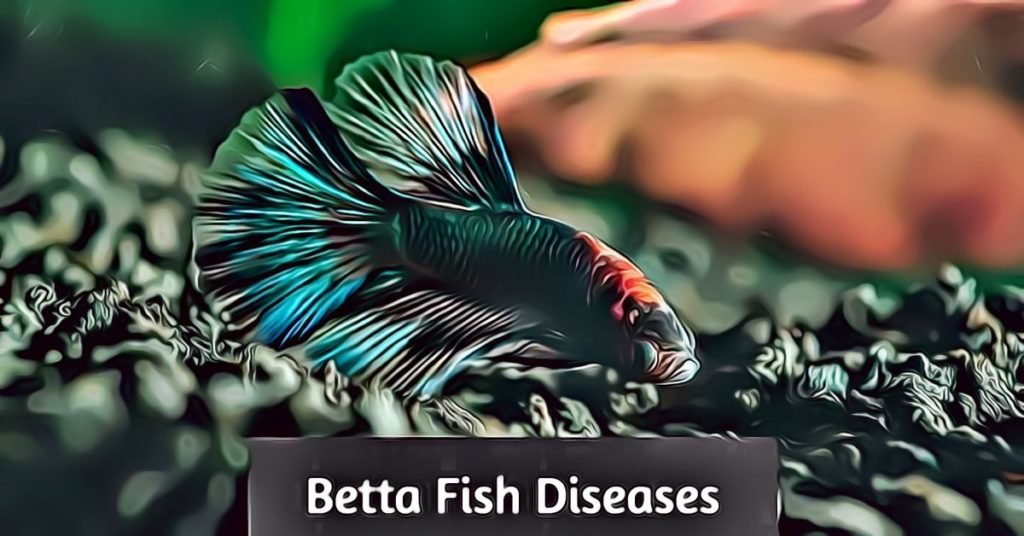 betta fish disease
