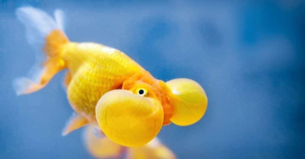 bubble eye goldfish water parameter