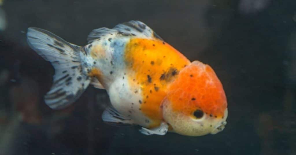 how to identify ranchu goldfish