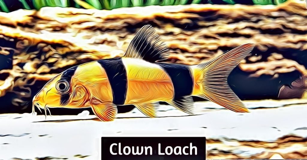 clown loach care
