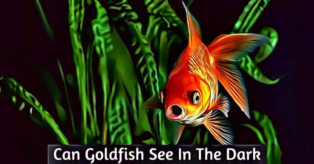 can goldfish see in the dark