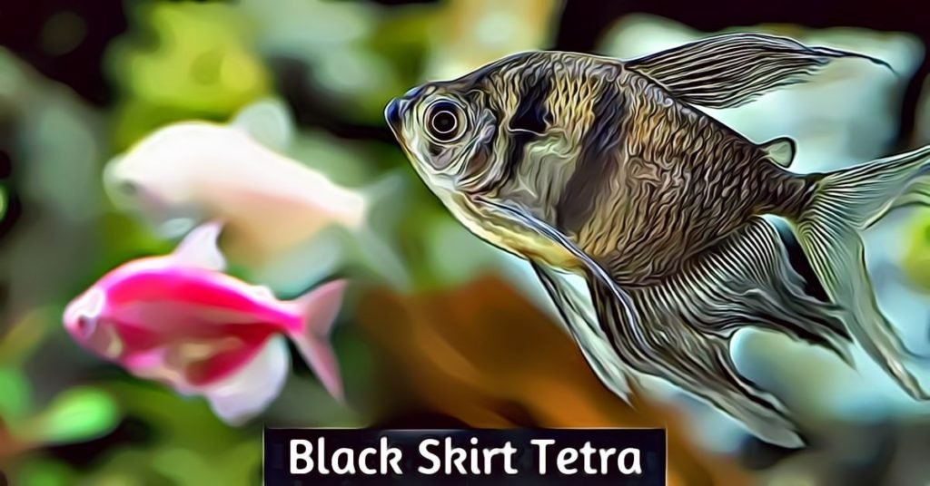 black skirt tetra