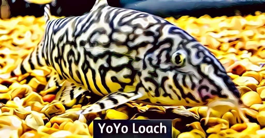 yoyo loach care