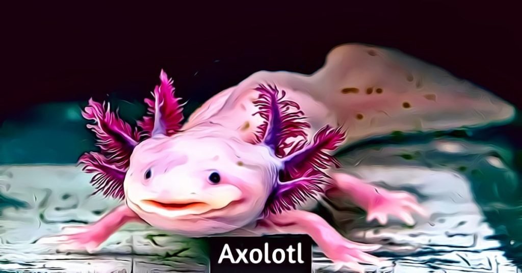 axolotl care