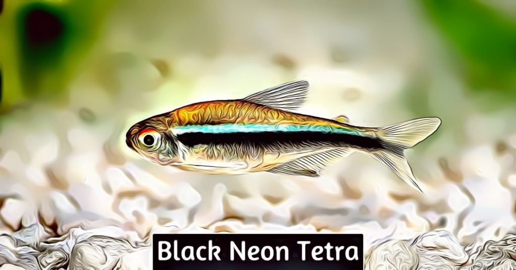 black neon tetra