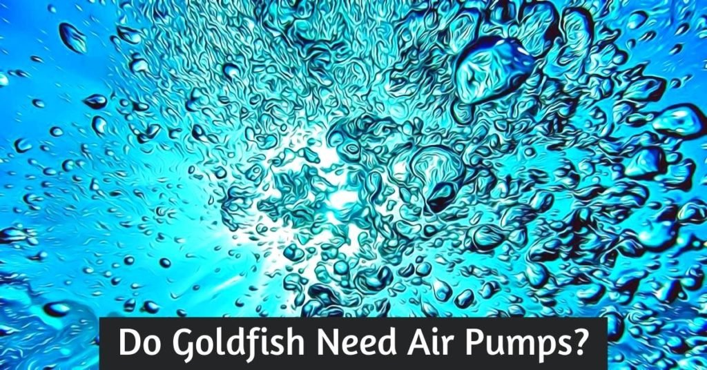 do goldfish need air pumps