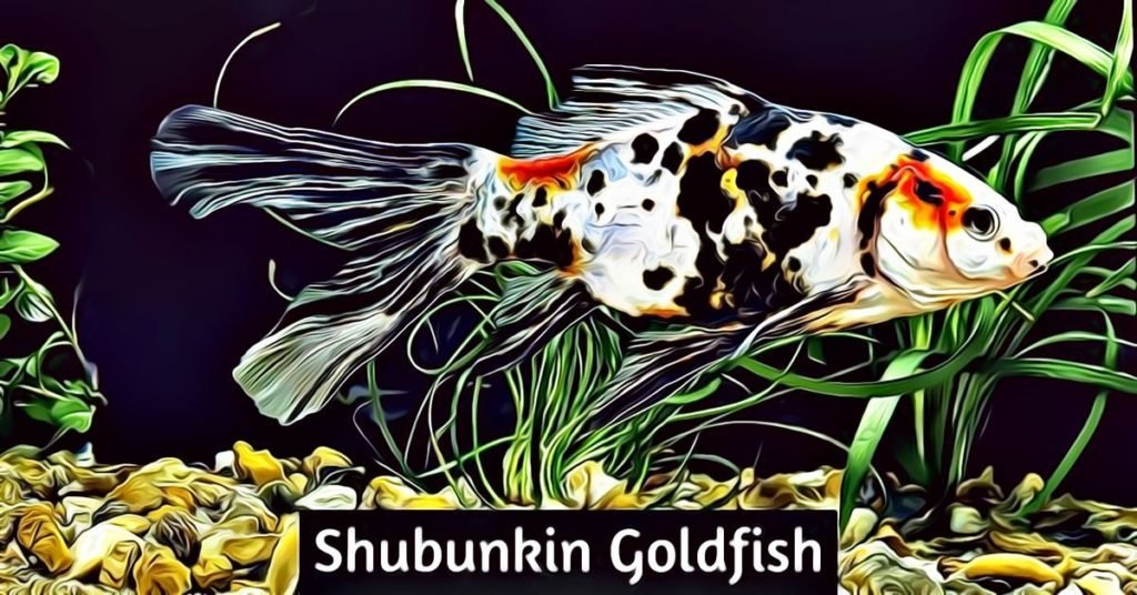 shubunkin goldfish care