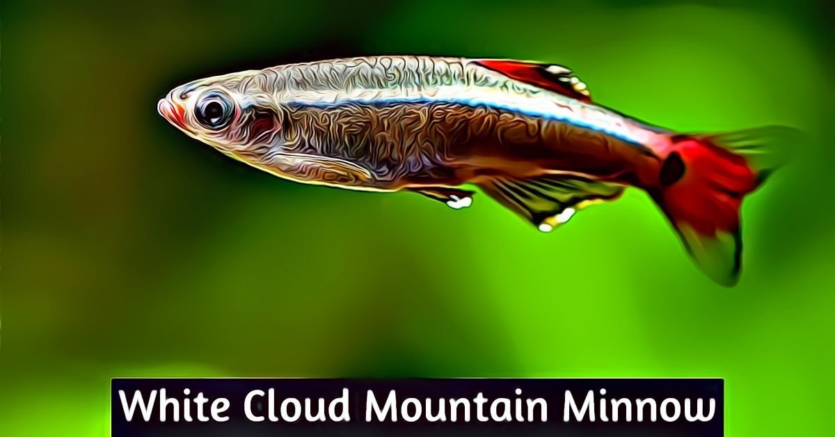 White Cloud Mountain Minnow  Best Fish For Beginners? - Auquarium