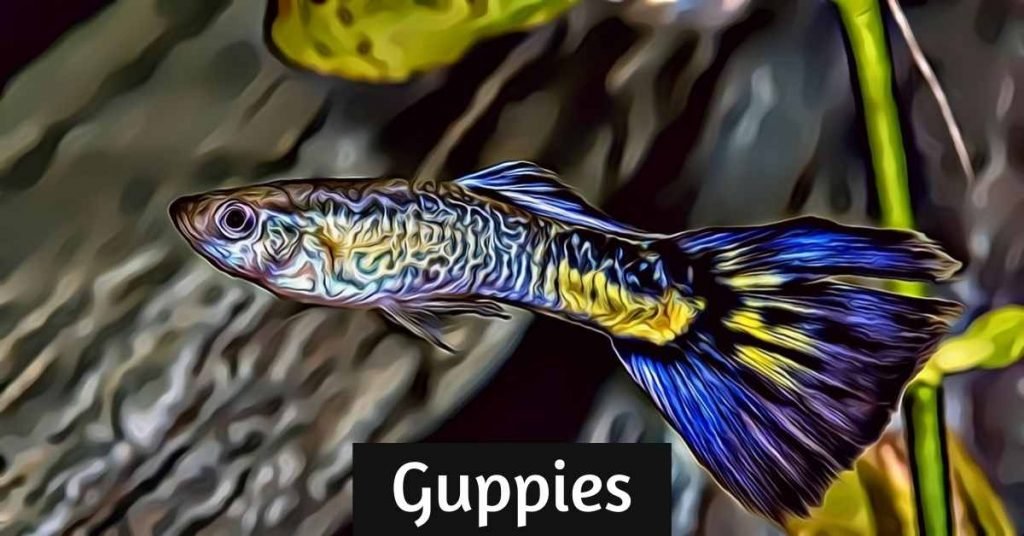 guppy care and info