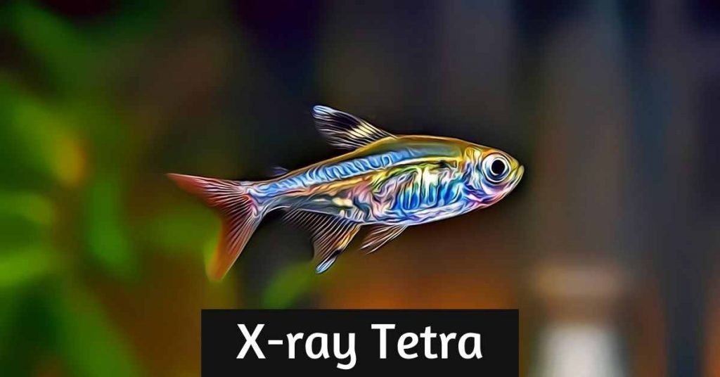 xray tetra fish