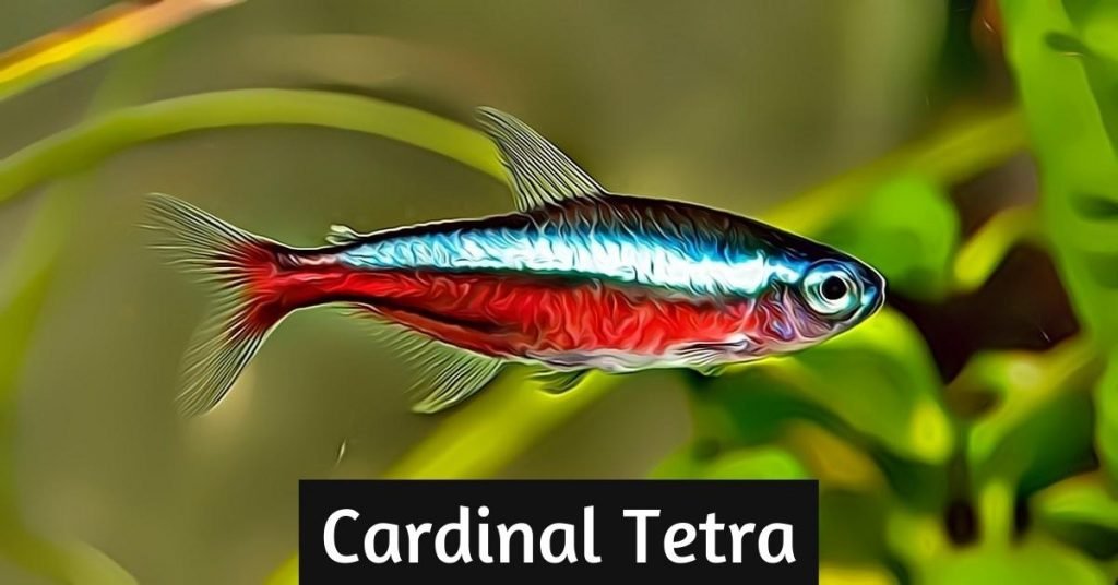 Cardinal Tetra