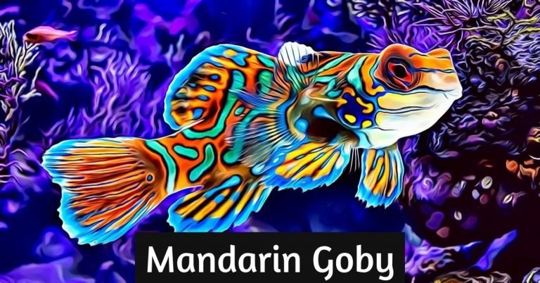 Mandarin Goby