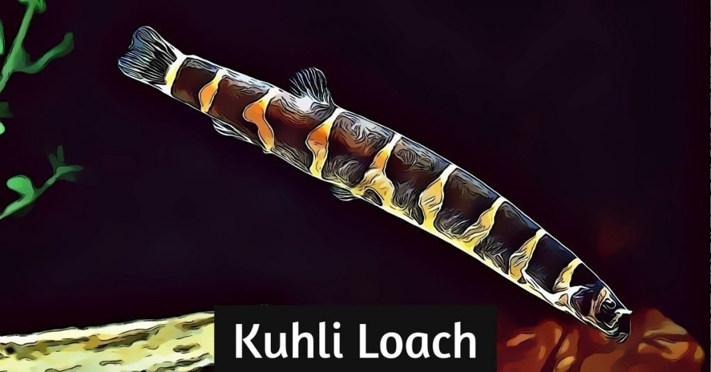 Kuhli Loach Info and Care