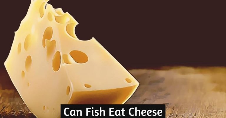 Can Fish Eat Cheese